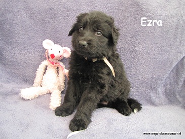 Ezra, zwarte teef 5 weken jong